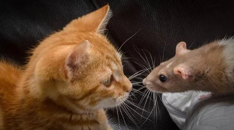 A Cat and a Mouse Stock Photos