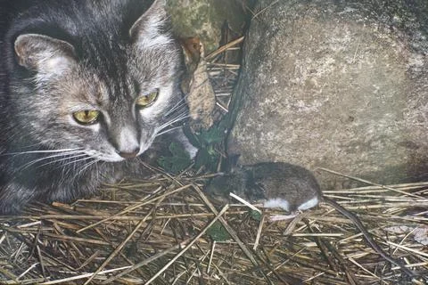 Cat and mouse. Stock Photos