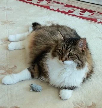 Cat and Mouse Stock Photos