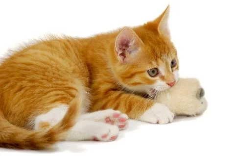 Cat and mouse Stock Photos