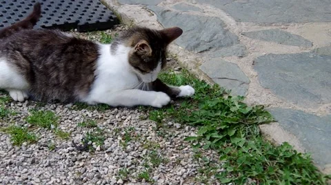 Cat and mouse in the yard of a house Stock Footage 40665359