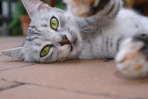 Cat and paws Stock Photos