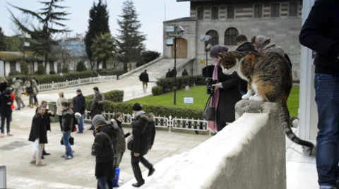 Cat and people Stockbeeldmateriaal 63044136