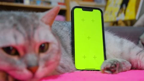 Cat and phone screen with greenscreen. Green screen template to replace the Stock Footage 232022053