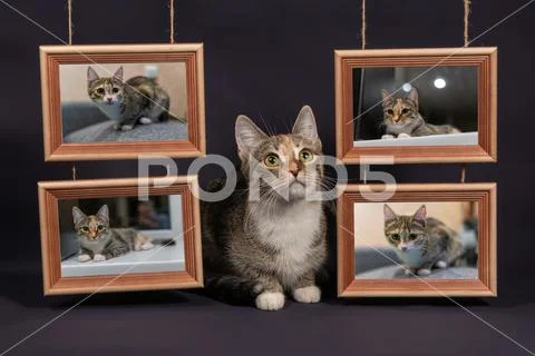 Cat and photo frames PSD Template