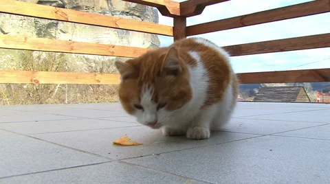 Cat and potato chips Stockbeeldmateriaal 995513