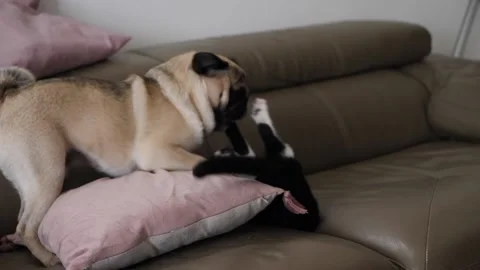 Cat and pug fighting Stock Footage 159488285