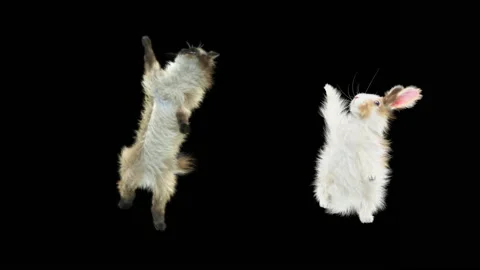 Cat and Rabbit,with Alpha Channel 库存影片 152490407