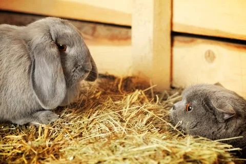 Cat and rabbit Stock Photos