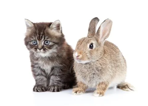 Cat and rabbit Stock Photos