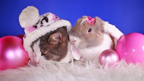 Cat and rabbit together. Winter animals animal friends Bunny lop kitten Stock Footage 100528414
