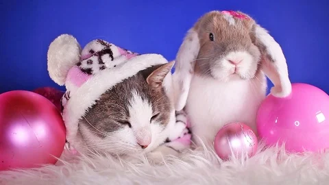 Cat and rabbit together. Winter animals animal friends Bunny lop kitten Stock Footage 100528491