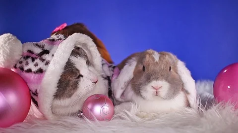 Cat and rabbit together. Winter animals animal friends Bunny lop kitten Stock Footage 100528552