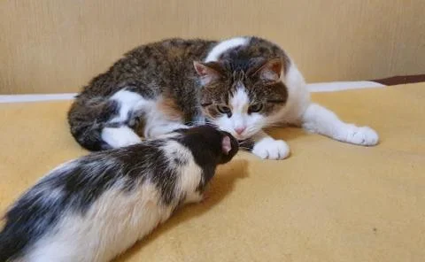 Cat and Rat Stock Photos