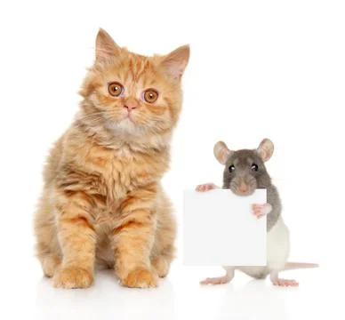 Cat and rat posing on white background Photos