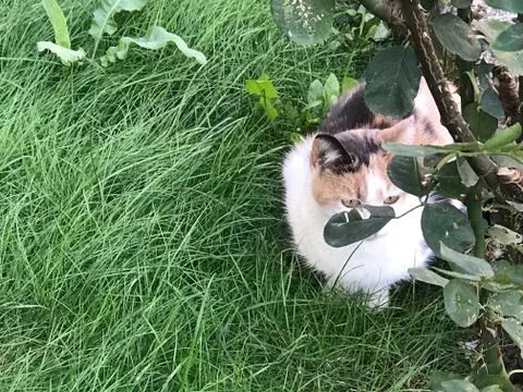 The cat and the rose Stock Photos