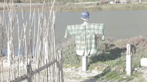 Cat and scarecrow Stock Footage 62451187