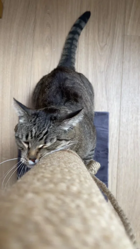 Cat and scratching post, top view Stock Footage 299341665