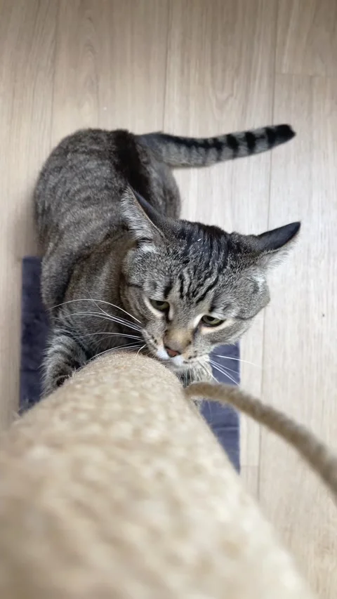 Cat and scratching post, top view Stock Footage 299341730