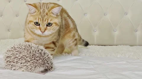 Cat and small hedgehog Stock Footage 164388338