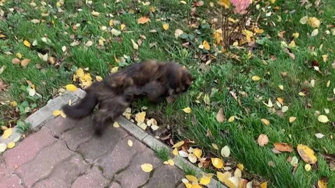 Cat and a small mouse play in the garden in windy autumn weather Stock Footage 122336689