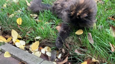 Cat and a small mouse play in the garden in windy autumn weather Stock-Footage 122735055