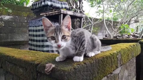 Cat and Snail Video stock 218382769