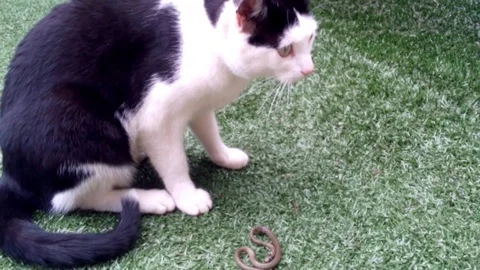Cat and snake Stock Footage 100902369