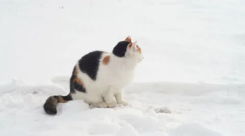 Cat and snow Stock Footage 23447472