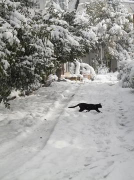 Cat and snow Stock Photos