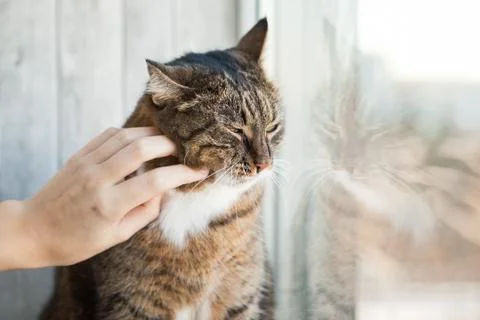 Cat and somebody's hand caressing it. Tabby cat near the window Stock Photos