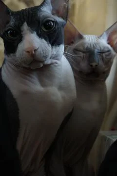 The cat and the sphinx cat Stock Photos