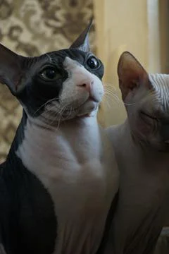 The cat and the sphinx cat Stock Photos