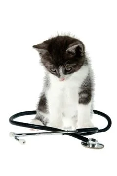 Cat and stethoscope Stock Photos