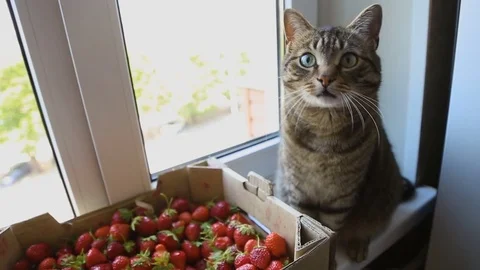 Cat and strawberry on the windowsill Stock Footage