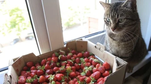 Cat and strawberry on the windowsill Stock Footage