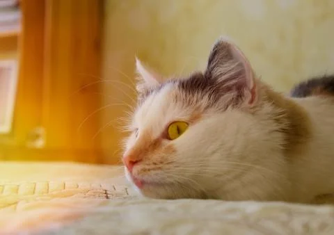 Cat and sun Stock Photos