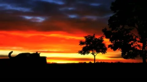 Cat and sunset Stock Footage 14811385