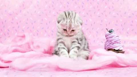 Cat and sweets. Cat and cake. Cat and pink colors. Stock Footage 171545509