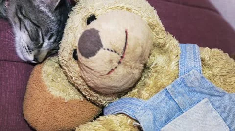 Cat and Teddy bear Stock Footage 12248839