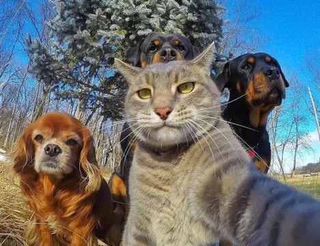 A cat and three dogs posing with a selfie photo Stock Photos