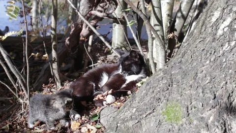 Cat and two kittens Stock Footage 73744433