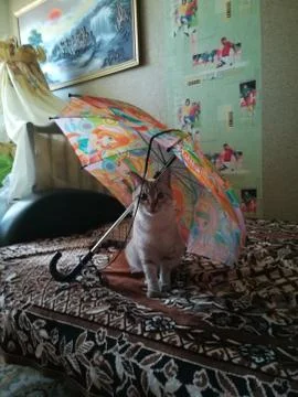 Cat and umbrella Stock Photos