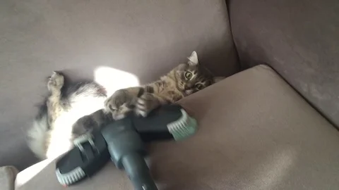 Cat and vacuum cleaner Stock Footage 83645171