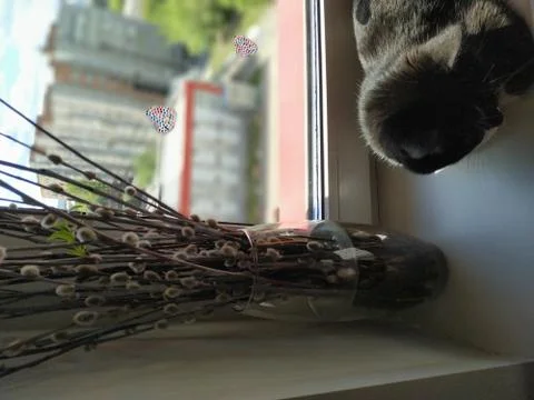 Cat and willow the window Stock Photos