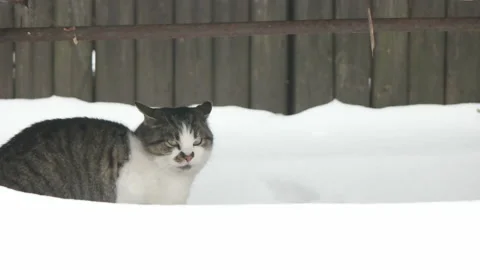 Cat and winter Video stock 99494350