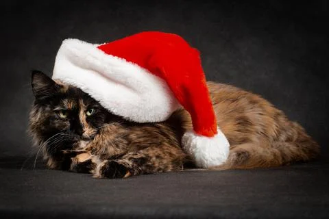 Cat angry and grumpy for wearing her New Years santa hat Stock Photos