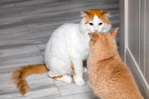 The cat is angry and preparing to attack. Foto stock