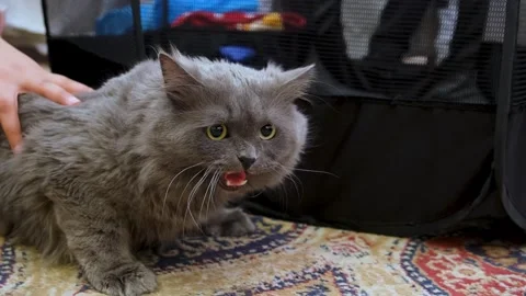 Cat with angry face, angry cat, Calm and relaxing cat. Stock Footage 343812946