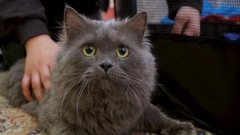 Cat with angry face, angry cat, Calm and relaxing cat. Stock Footage 343812954